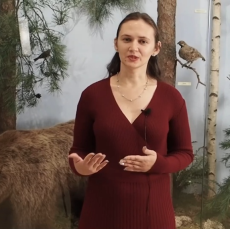 Архив. Видеосюжет «Медведь»